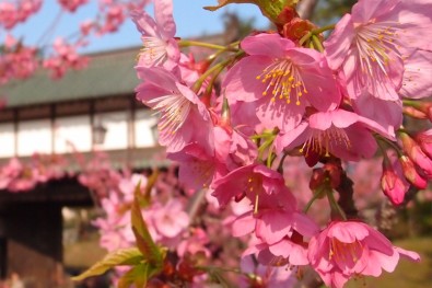 弘前城横浜緋桜