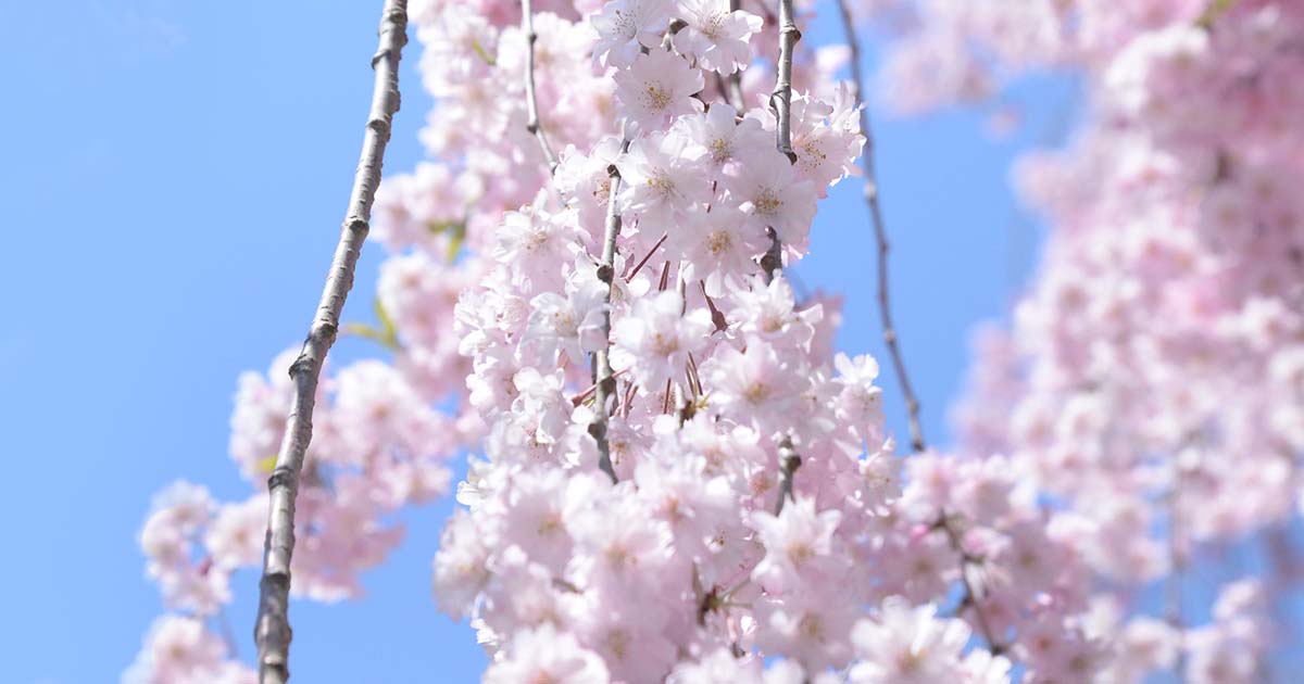 弘前公園の桜の種類