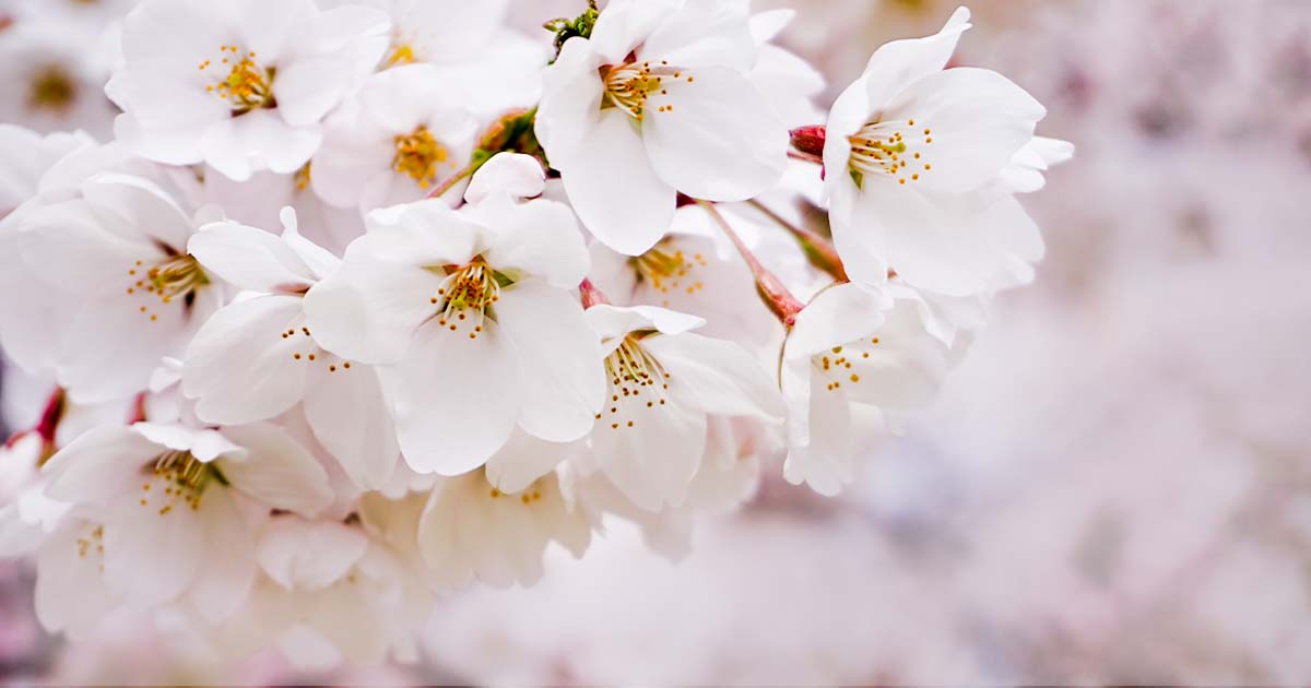過去の桜 開花日・満開期間情報