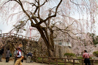 弘前城の桜「御滝桜」