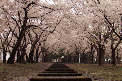 桜林公園（サクラバヤシコウエン）