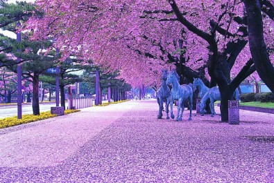 十和田の桜の様子
