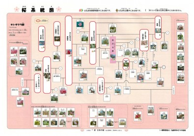 桜の系統図