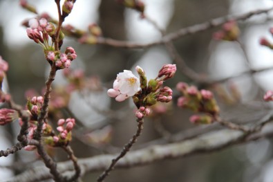 青森県弘前市弘前公園（弘前城）の桜状況