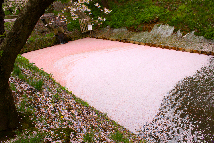 弘前公園・弘前城の外濠でみることができる、桜のカーペット。桜のシーズン終わりかけの際見られる