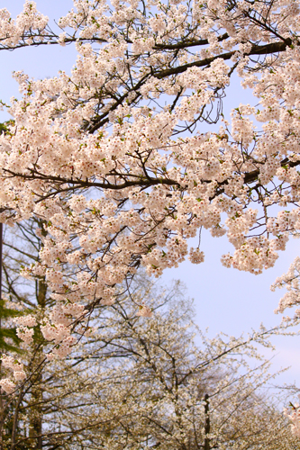 弘前さくらまつり　桜
