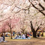 弘前公園　満開の桜と花見客