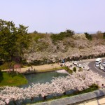 弘前公園　弘前市役所からみた眺め　桜