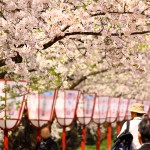 弘前公園　桜とぼんぼり