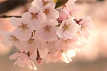 弘前城（弘前公園）「追手門付近の桜」