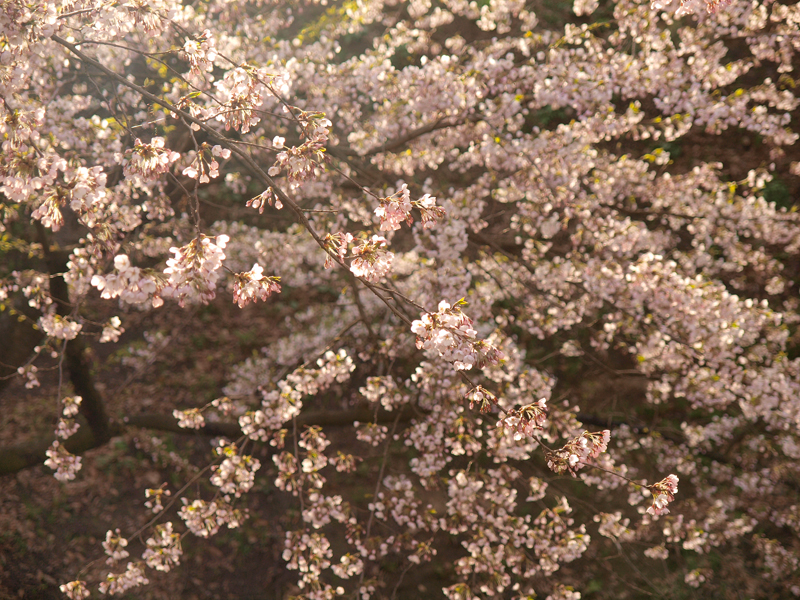 弘前城（弘前公園）の桜