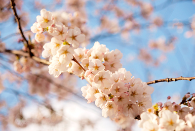 満開の桜（弘前城のある弘前公園）