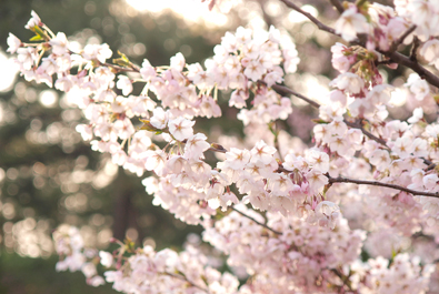 桜の開花期間（弘前城のある弘前公園）