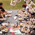 弘前公園（弘前城）の桜を楽しもう！お花見の楽しみ方