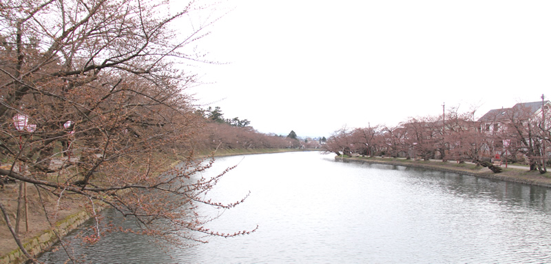 弘前公園・弘前城の様子 西堀 桜のトンネル付近
