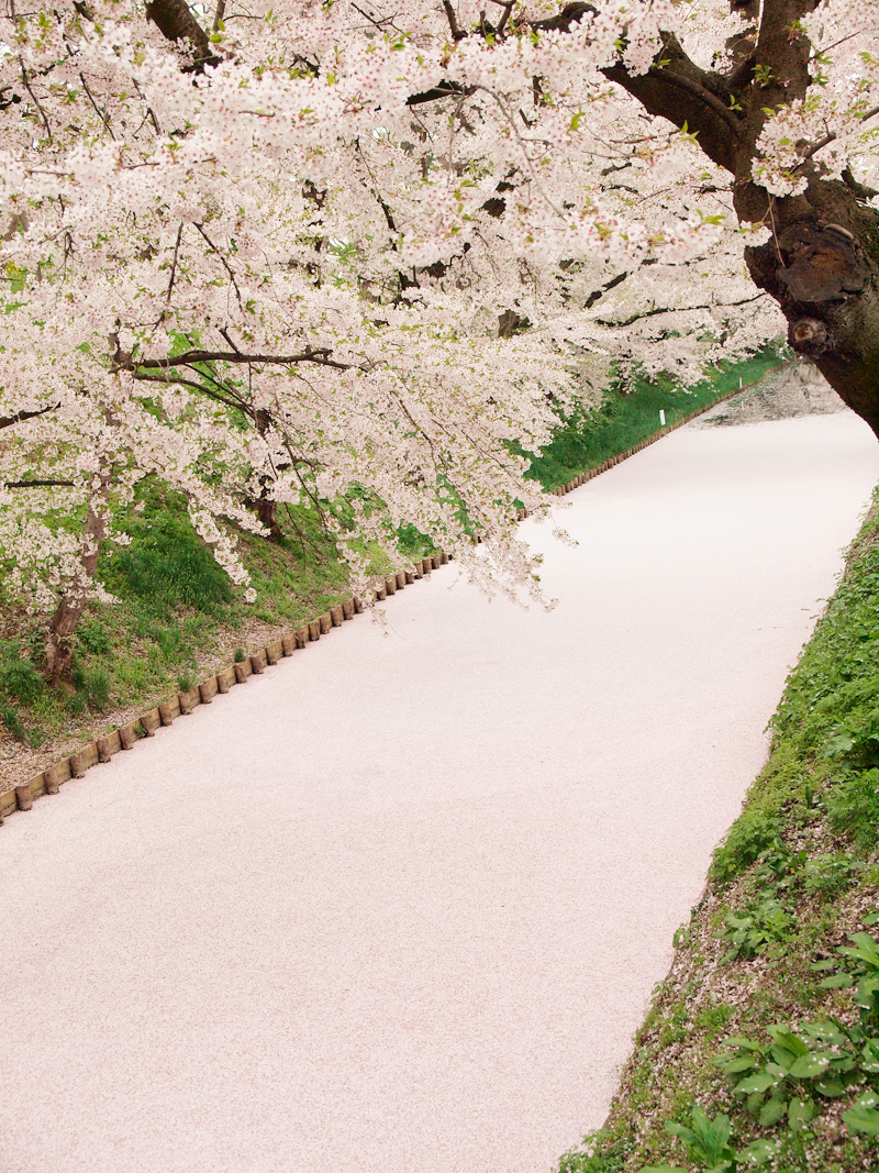 2014年4月30日撮影された弘前公園外濠・桜の様子