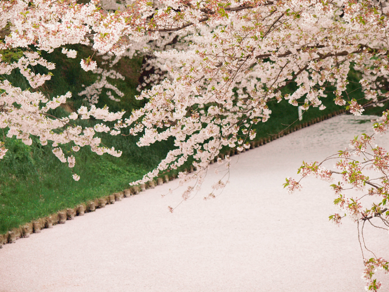 2014年4月30日撮影された弘前公園外濠・桜の様子