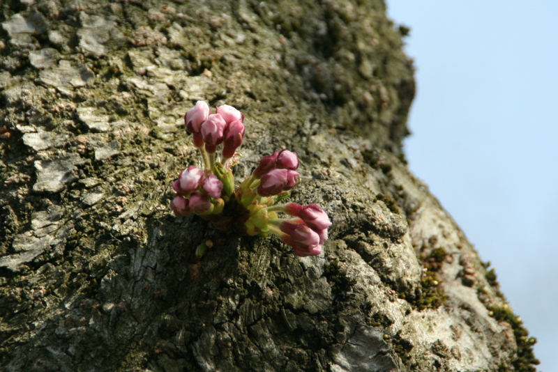 弘前公園・外堀の桜の幹の様子