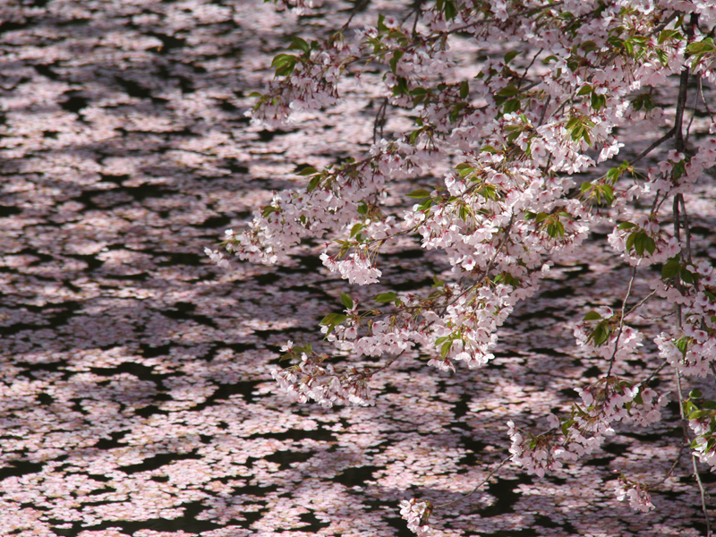 2013年5月12日撮影された弘前公園外濠・桜の様子