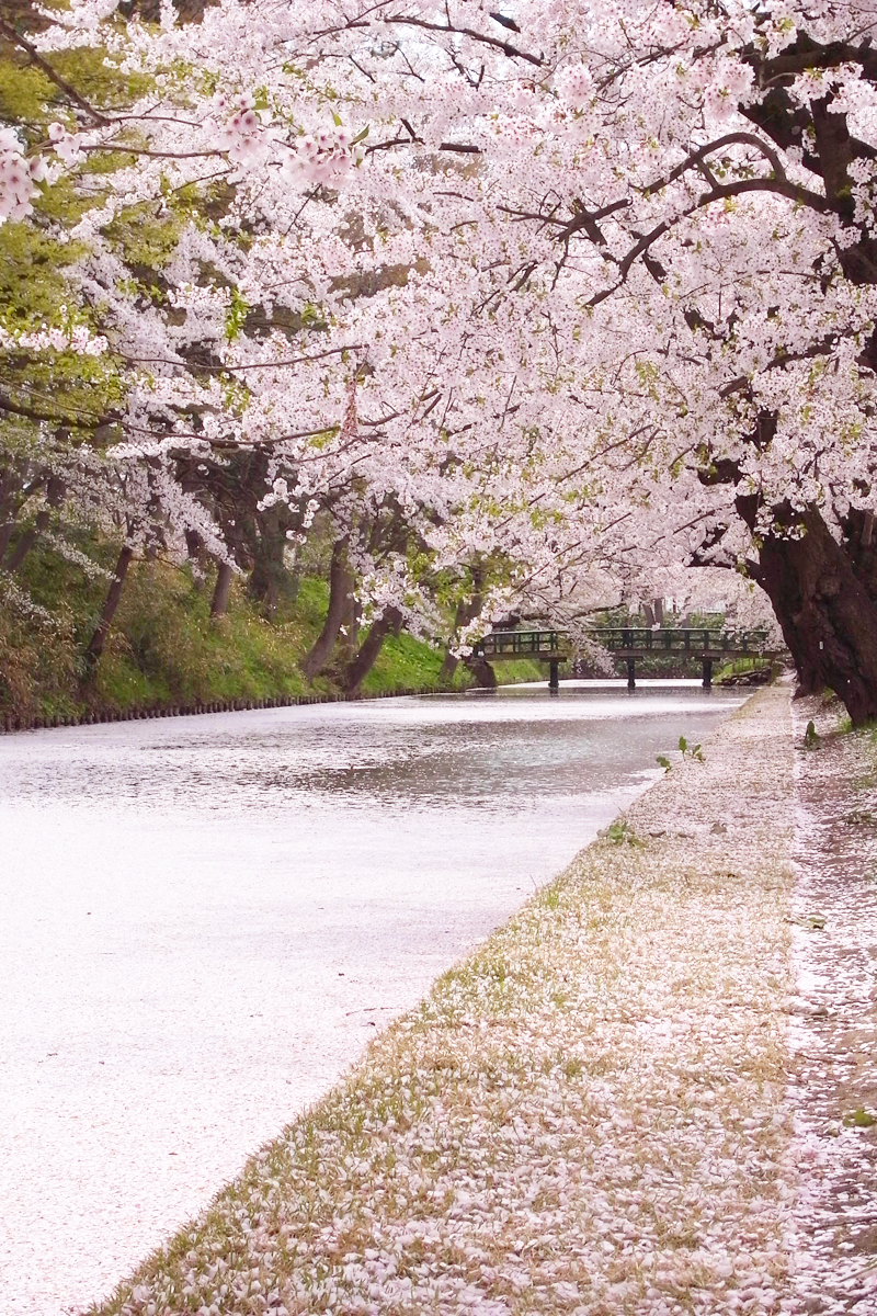 2011年5月7日撮影された弘前公園外濠・桜の様子