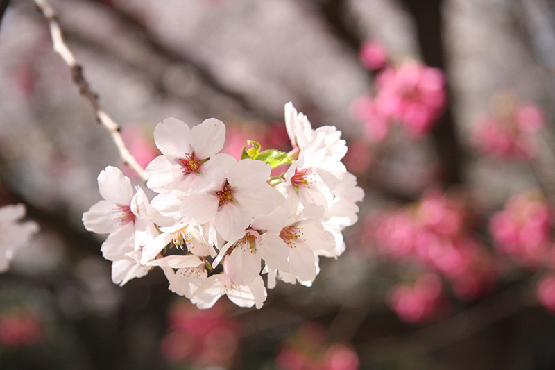 桜をアップで撮る