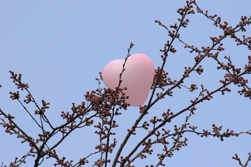 本日開幕した弘前さくらまつり2014の様子 ピンクのハートの風船が桜にひっかかっていました