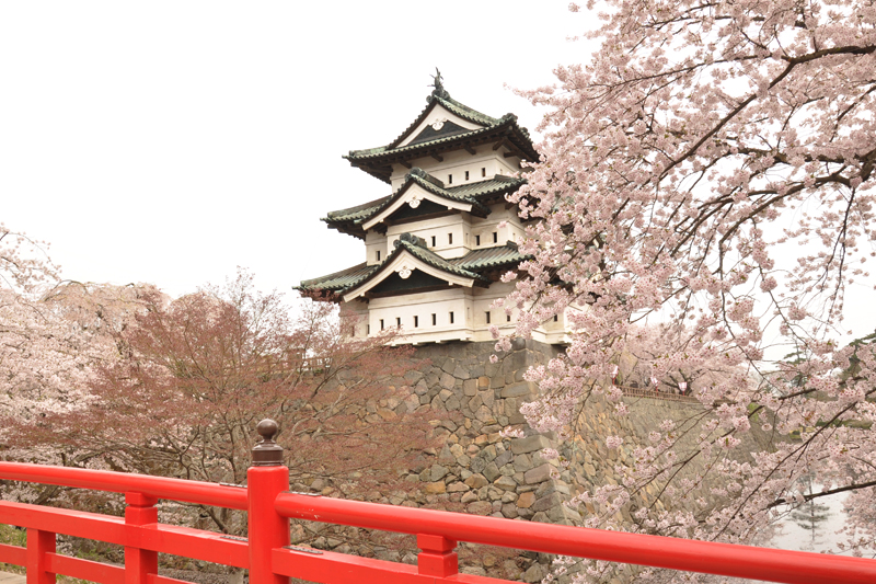 弘前城と下条橋の桜の様子 2014/4/30