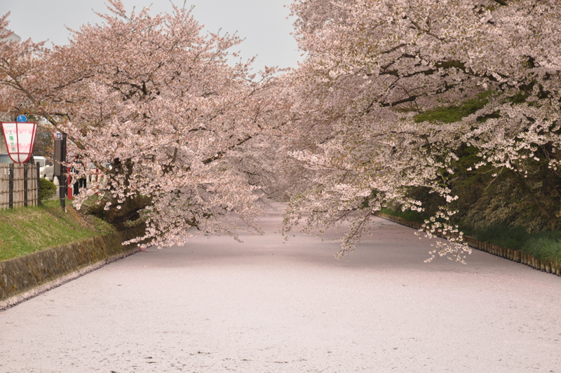 弘前公園外堀の桜の様子（「桜の絨毯（じゅうたん）」）1