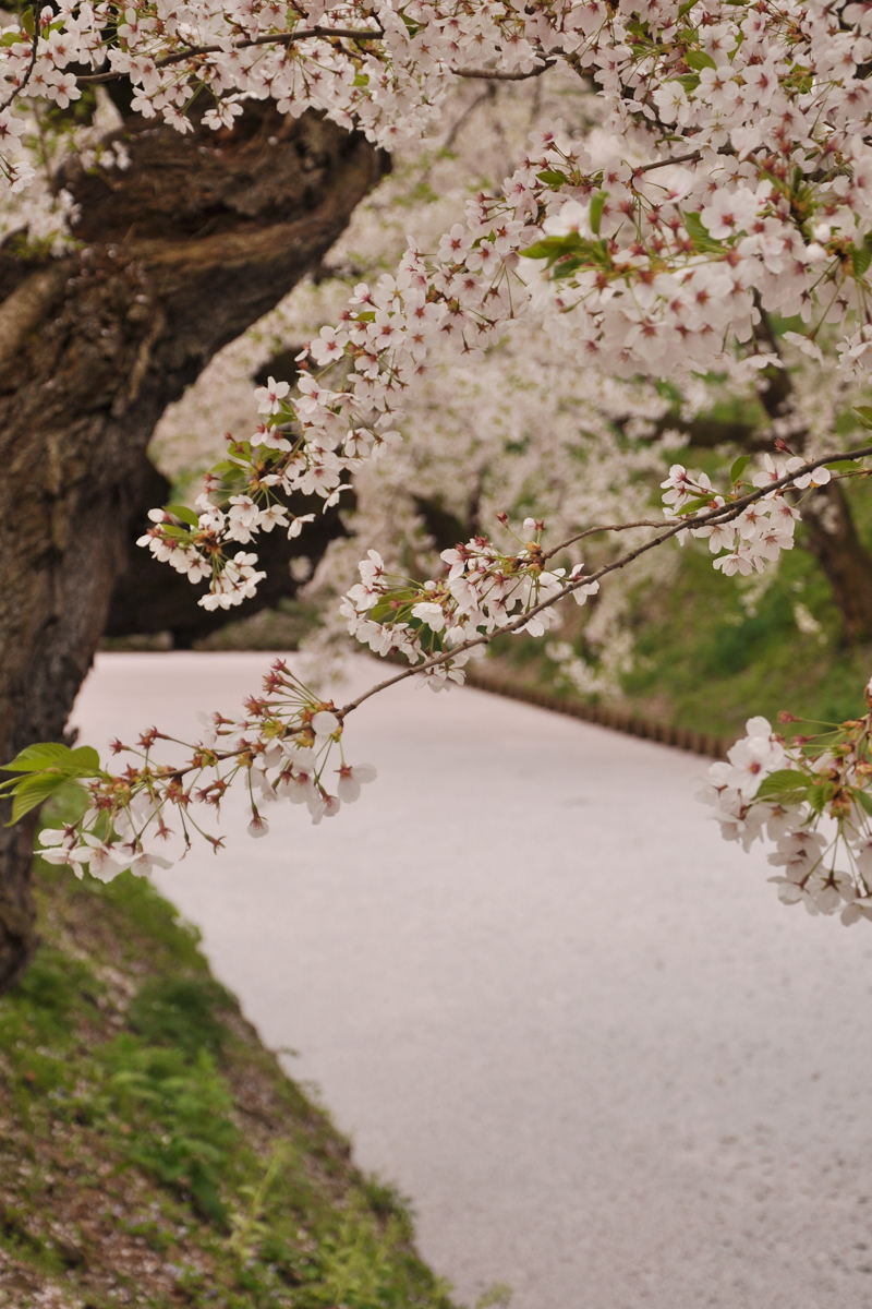 弘前公園外堀の桜の様子（「桜の絨毯（じゅうたん）」）3
