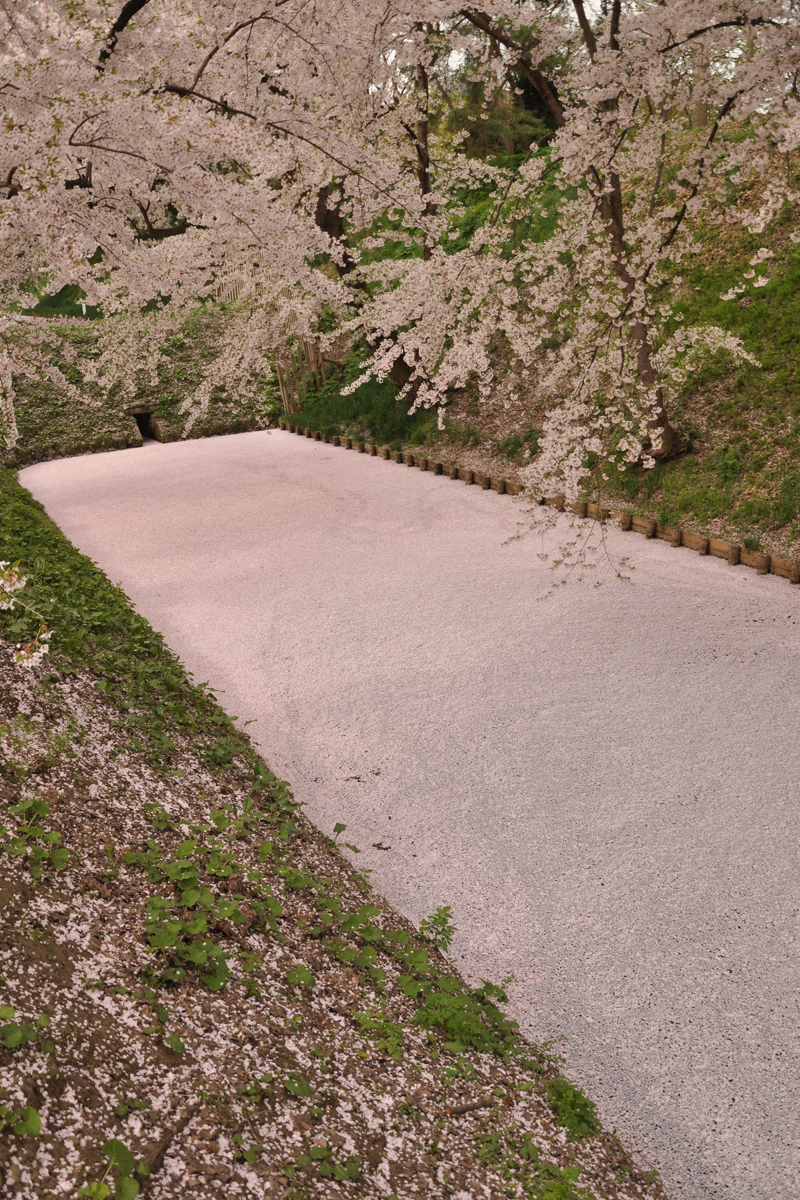 弘前公園外堀の桜の様子（「桜の絨毯（じゅうたん）」）2