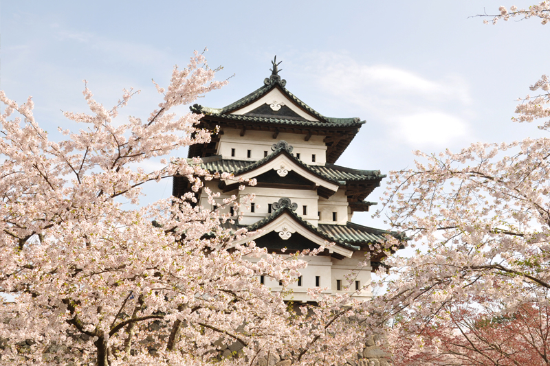 桜とお城が見れるおすすめの場所 今朝（5/1）の弘前公園・弘前城の様子 3