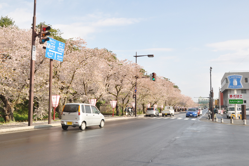 ローソン近くの外堀 葉の緑とピンクが綺麗 今朝（5/1）の弘前公園・弘前城の様子
