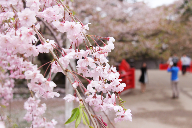 弘前公園内の枝垂れ桜は見ごろを迎えているようです