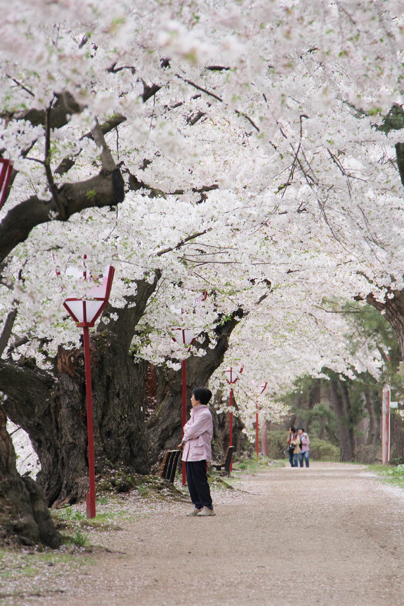 桜のトンネルの一本隣の道