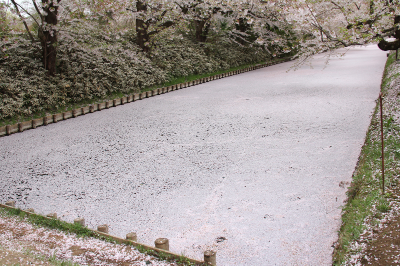 長い桜の絨毯が見られます