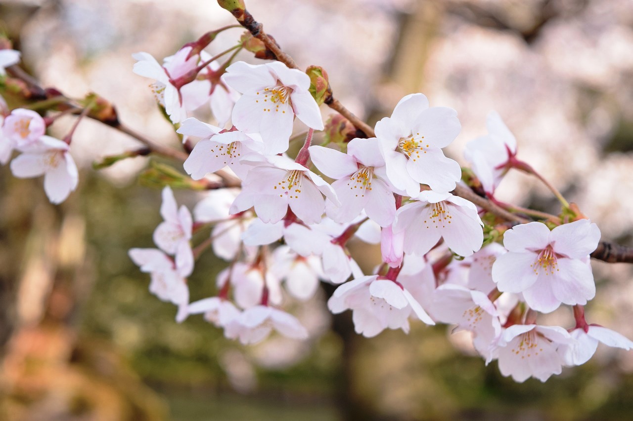 弘前公園　桜　開花予想