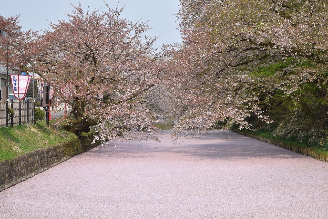 弘前公園　桜　花筏