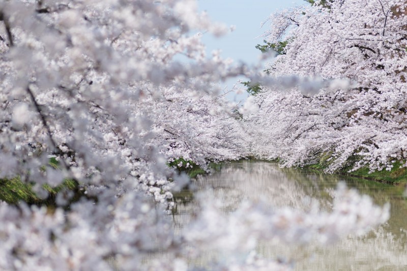 弘前さくらまつり 満開の桜