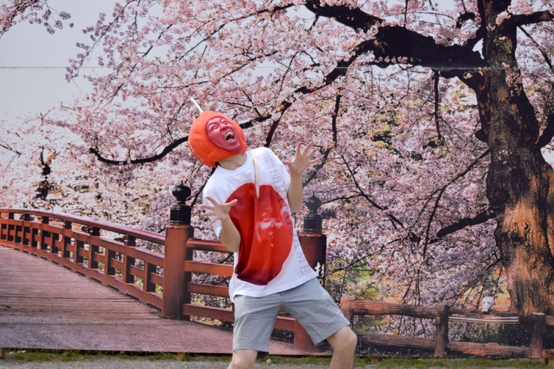 弘前公園 桜が散っても記念撮影が出来るパネル（植物園付近）