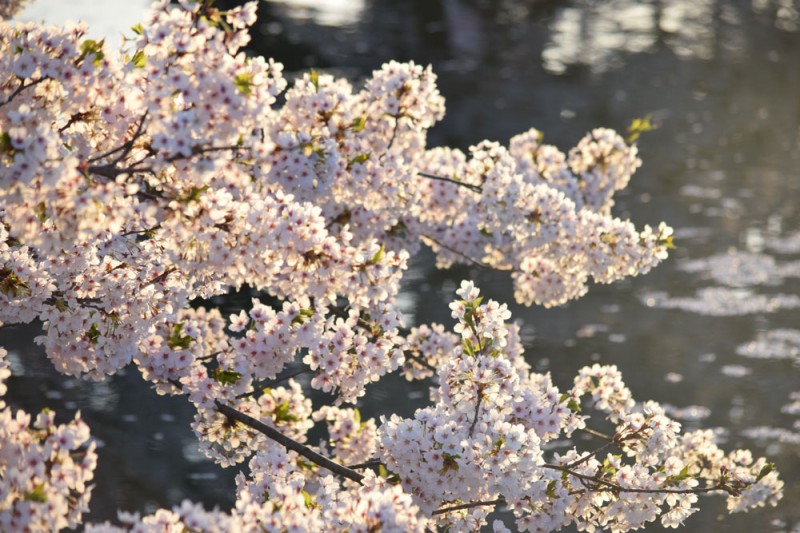 追手門付近 弘前の桜