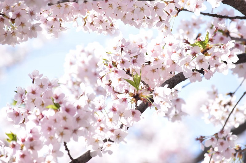 弘前城 外濠の桜