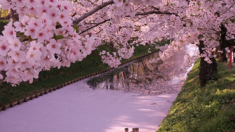 弘前公園の花筏が見ごろを迎えています【弘前さくらまつり】