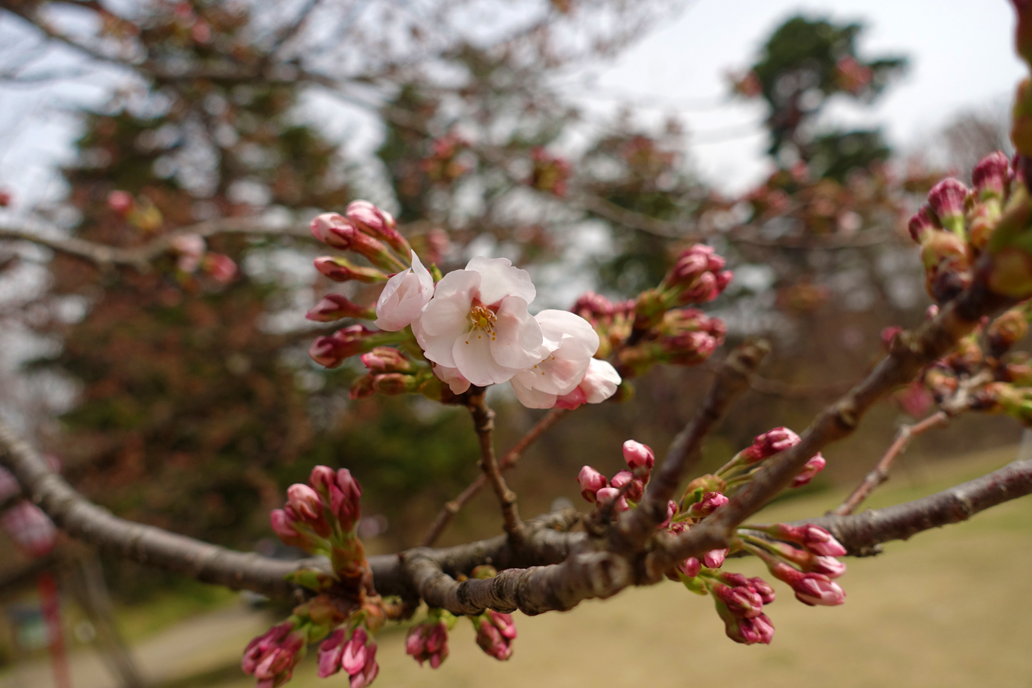 弘前公園　桜　2017