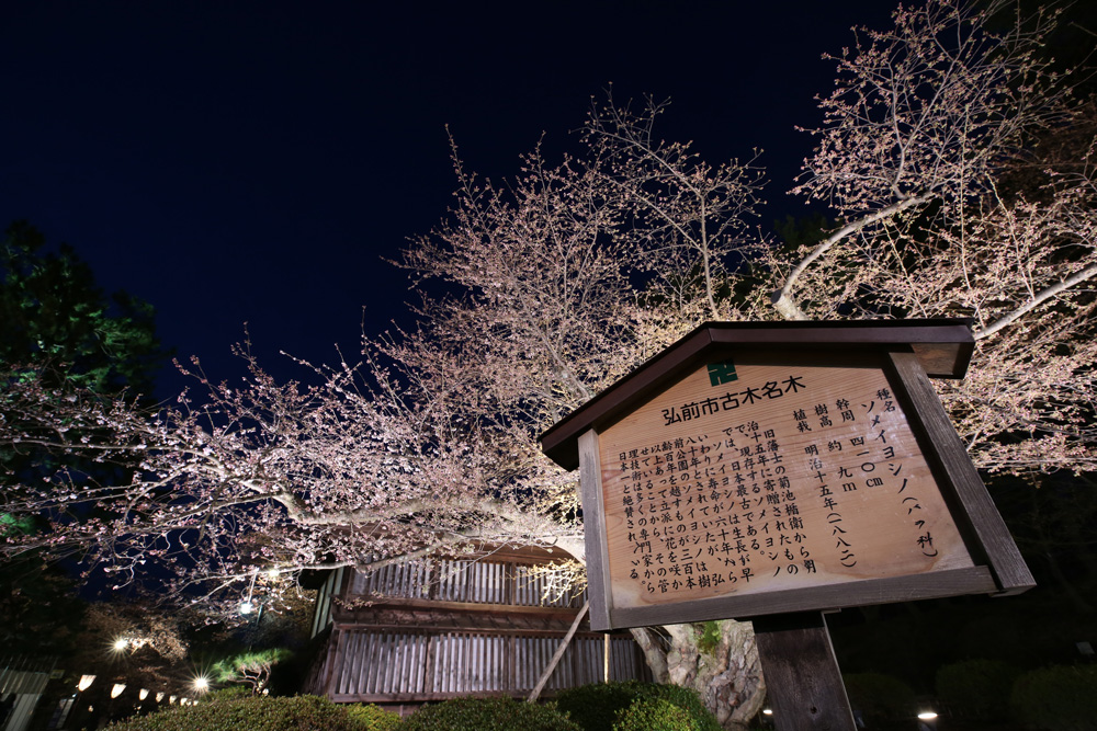 弘前さくらまつり 日本最古のソメイヨシノ