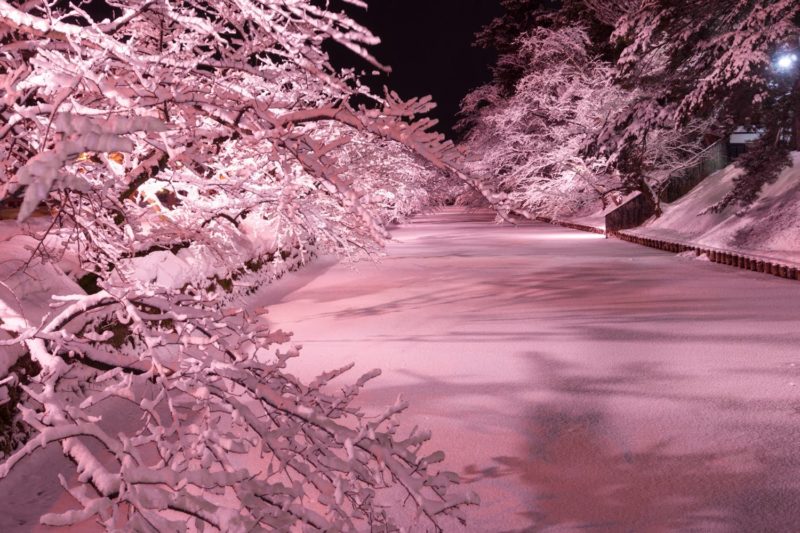 19年12月1日より 弘前公園 冬に咲くさくらライトアップ 開始 弘前公園総合情報