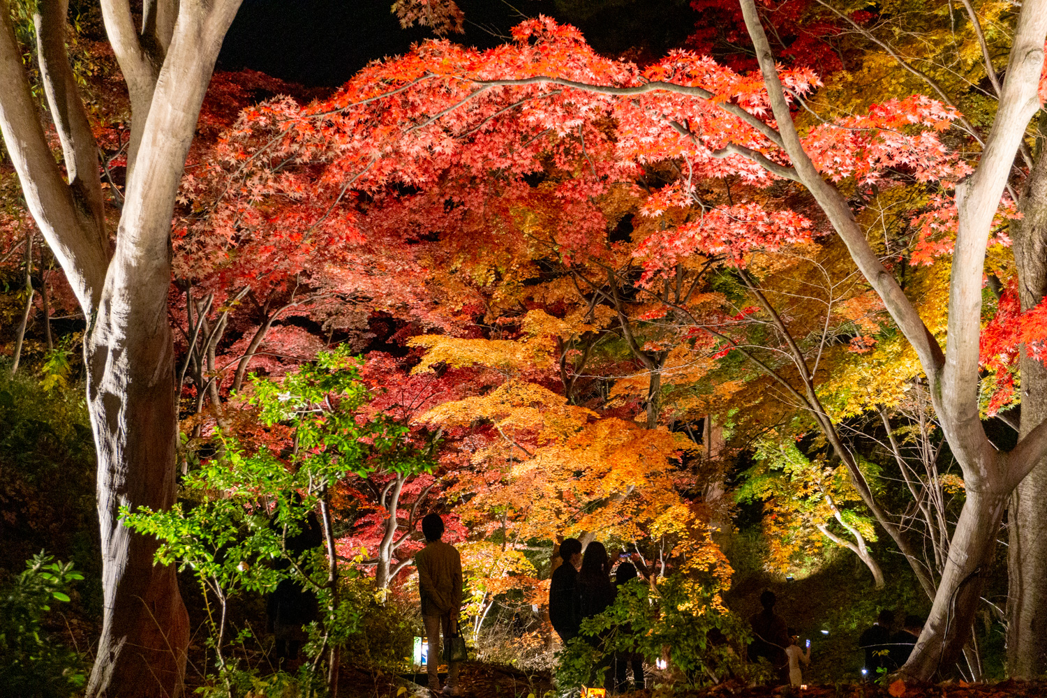2022年10月28日～11月6日「弘前城菊と紅葉まつり」開催 | 弘前公園総合情報