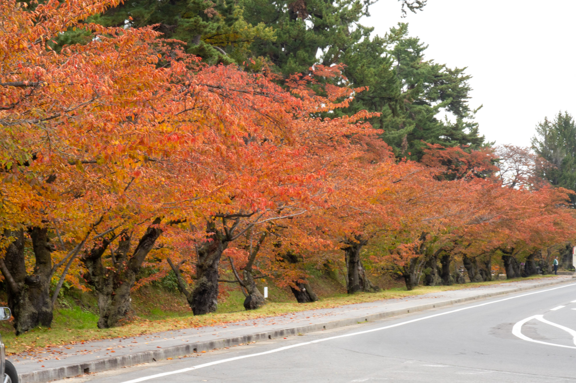 弘前公園秋情報～紅葉・秋に咲くサクラ～（2025年10月31日） | 弘前