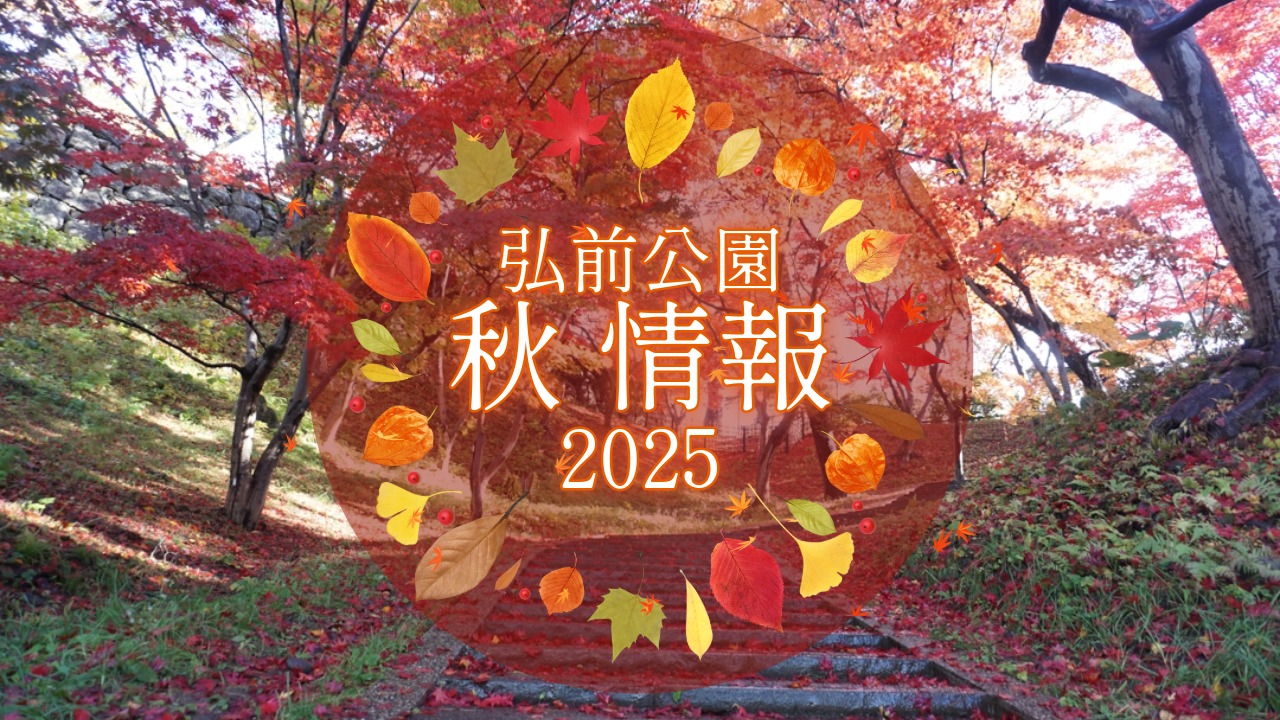 弘前公園秋情報～紅葉・秋に咲くサクラ～（2025年11月7日） | 弘前公園