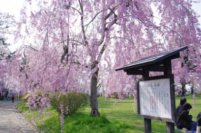 桜が満開の弘前城（弘前公園）御金蔵跡周辺