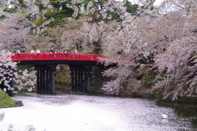 弘前公園「杉の大橋、さくらの木とのコントラスト」